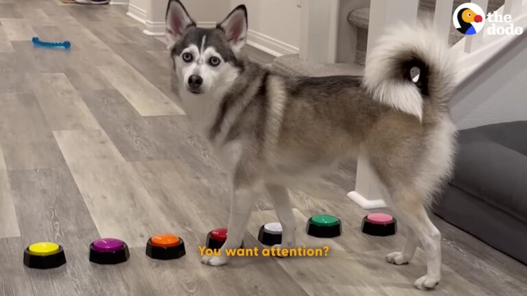 California Woman Asks Her Talking Dog How She Looks And Gets A Surprisingly Bold Answer