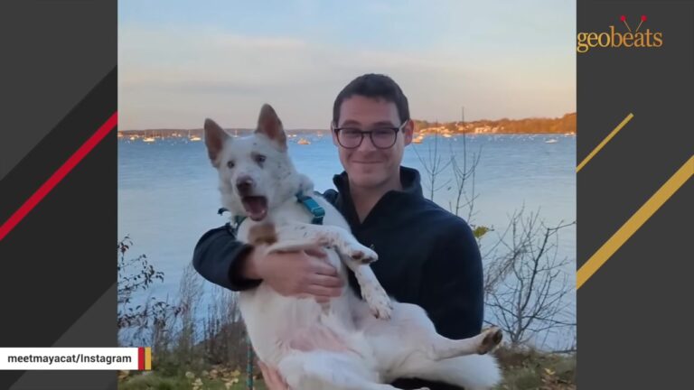 Georgia Dog’s Bark Sounds Like A Horror Movie Scream, But That Wasn’t His Biggest Communication Challenge