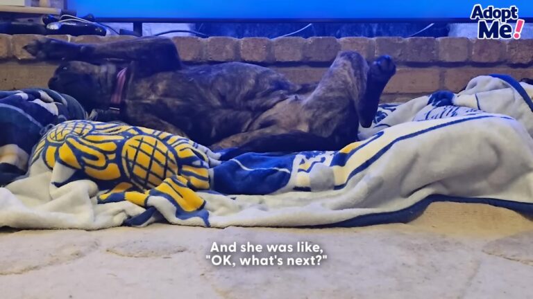 Frozen-In-Fear Texas Dog Was Too Scared To Trust Anyone, Until She Tried Something Unexpected