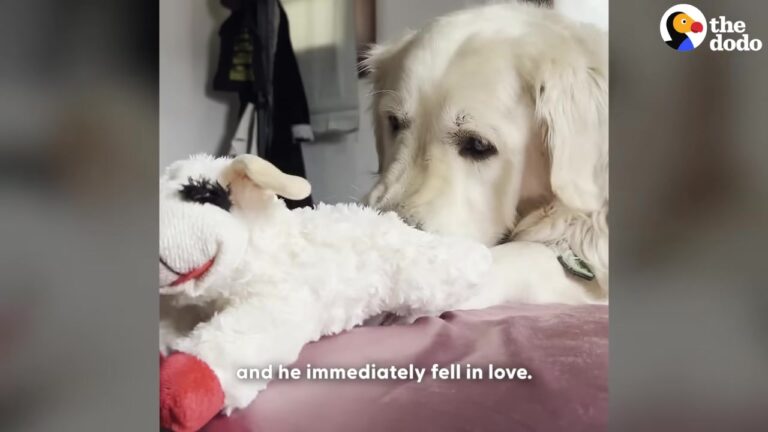 Pennsylvania Dog Lived In A Shed For Eight Years Until One Special Toy Changed His Entire World