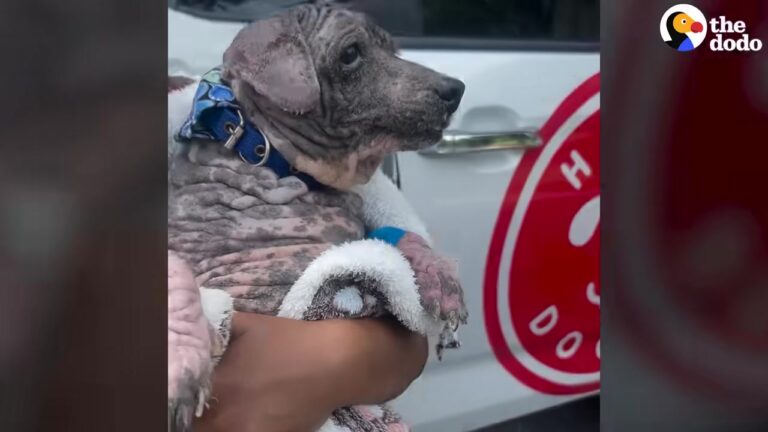 Texas Dog Was The Angriest Rescuers Had Ever Seen, But Four Hours Later He Makes An Unbelievable Move