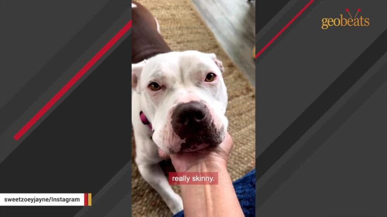 Washington Dog Hidden At The Back Of The Rescue Proves She Has A Deep Soul When Her Adopter Starts To Cry