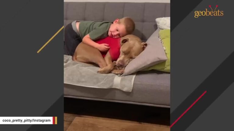 California Dog Would Shut Down Around Strangers, Then Her Family Noticed Something Remarkable About Their Youngest Son
