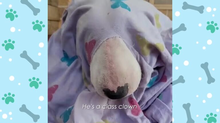 Texas Family Thought Their Bull Terrier Was Just A Mischievous Clown, Until He Sensed Exactly What A Little Girl Needed