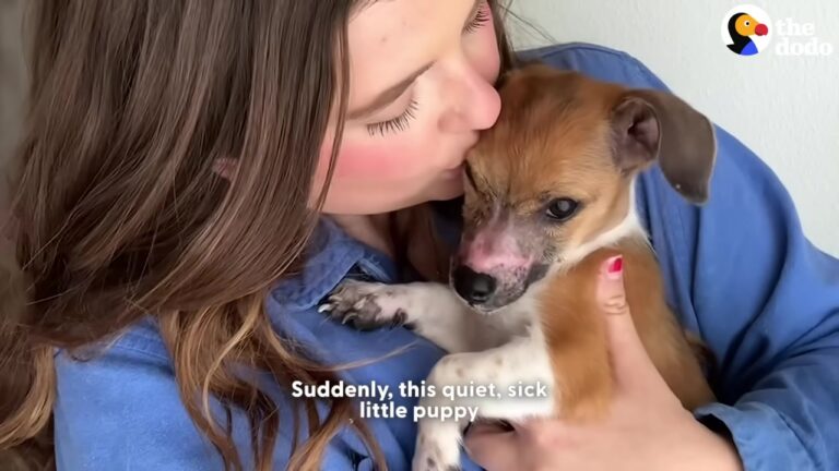 Sick Texas Puppy Stopped Eating In A Small-Town Shelter, Then Someone Saw His Story Online