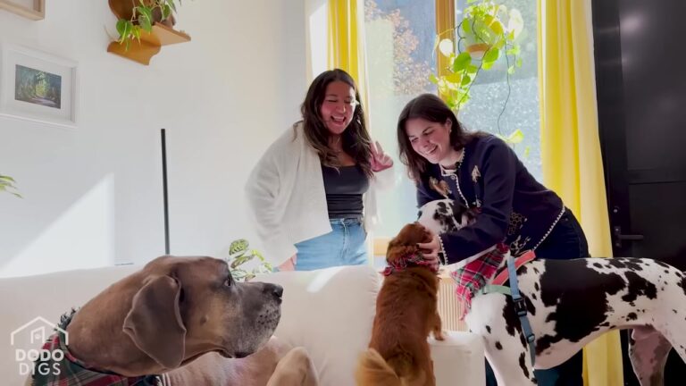 New York Couple Spends $5,000 On A Couch Built To Survive Two Giant Dogs