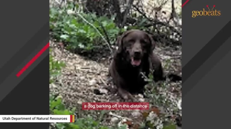 Utah Dog Refused To Leave His 80-Year-Old Owner’s Side When She Goes Missing For Three Days
