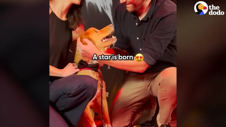 California Dog Becomes A Movie Star, But He Has Absolutely No Idea What The Fuss Is About