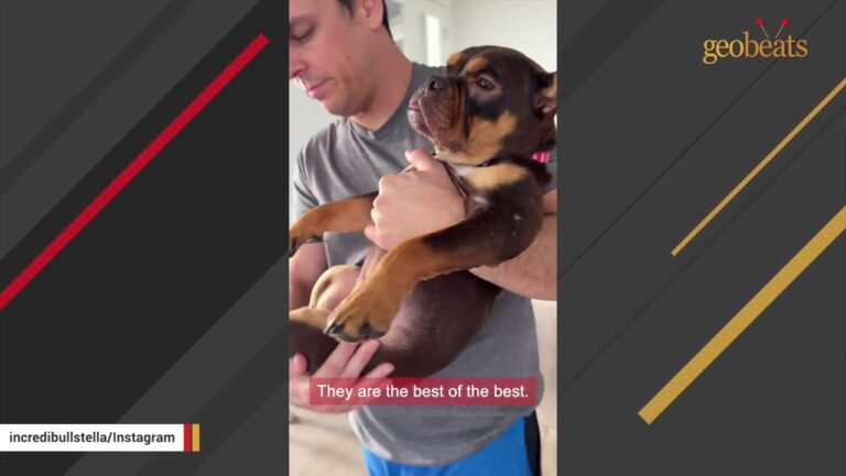 Arizona Woman Could Not Believe What A DNA Test Revealed About The Dog Under Her Care