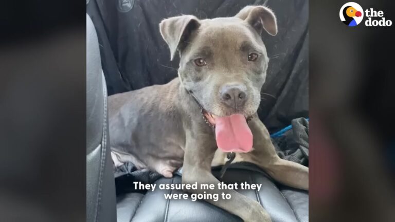 Pennsylvania Dog Left Behind On The Side Of The Road Gets The Holiday Miracle She Always Deserved