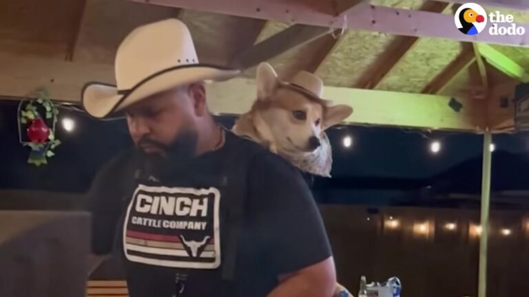 California Corgi Becomes The Most Serious Backyard Supervisor When His Dad Starts Grilling