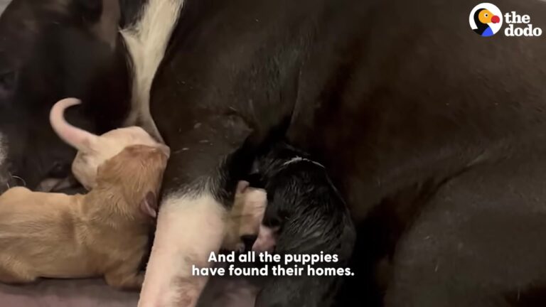 Texas Rescuer Noticed Something Unusual About The Female Dog Who Rarely Walked Alone