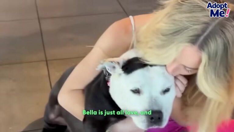 Frightened Pit Bull Kept Hiding At The Back Of Her Ohio Shelter Kennel As Families Passed Her By