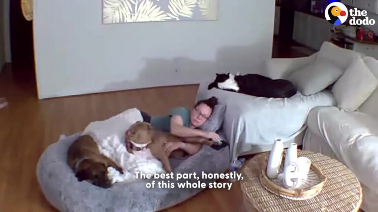 Terrified Texas Dog Remains Separated From Her New Brother Until One Moment Through A Baby Gate Changes Everything