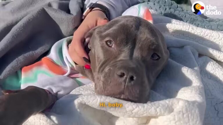Terrified Dog Was Dropped Off At A Texas Shelter So Weak She Could Barely Lift Her Head
