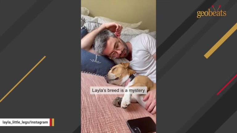 Pennsylvania Dog Waited For Days In An Apartment Parking Lot After Being Left Behind