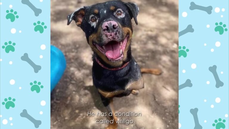 Texas Rottweiler Hit By A School Bus Helps His Adopter Overcome A Deep Fear
