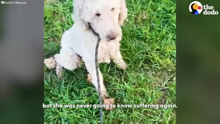 Georgia Poodle Refuses To Leave Her Fallen Sister Behind Until A Rescuer Changes Her Fate