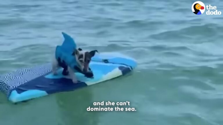 Florida Dog Mastered Her Pool’s Skimmer Basket, But A 10-Hour Trip To The Ocean Revealed Her True Power