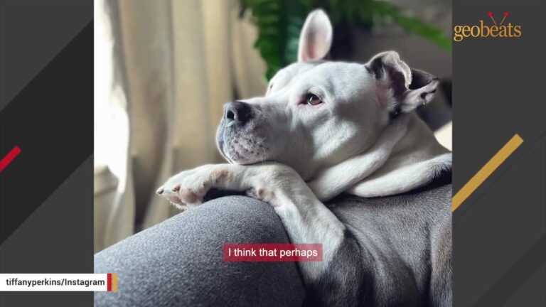 Unclaimed Michigan Dog Had Hours Left Behind Shelter Bars When A Woman Made A Strange Request