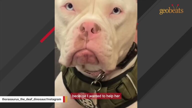 New York Rescue Dog Had One Unexpected Trait That Made Busy Apartment Life Surprisingly Perfect