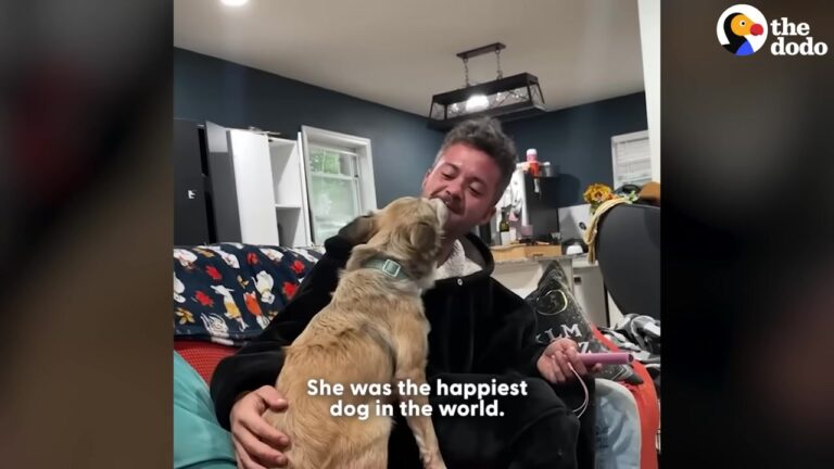 California Dog Mistaken For A Coyote Gets The Living Room Sleepover Of Her Dreams
