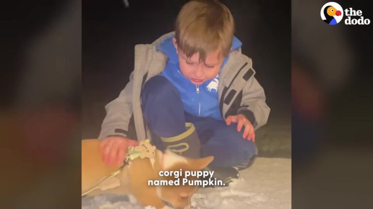 Ohio Rescue Puppy Was Waiting For A Family When An Unexpected Surprise Began Taking Shape