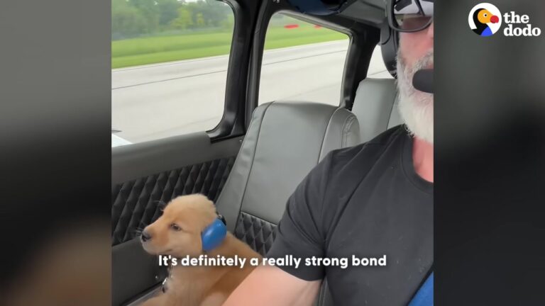 California Pilot Brings His New Puppy On A Plane And Gets The Co-Pilot Of His Dreams