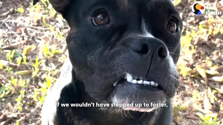 Texas Dog Found On The Side Of The Road Couldn’t Jump Or Play Until One Visitor Changed Everything