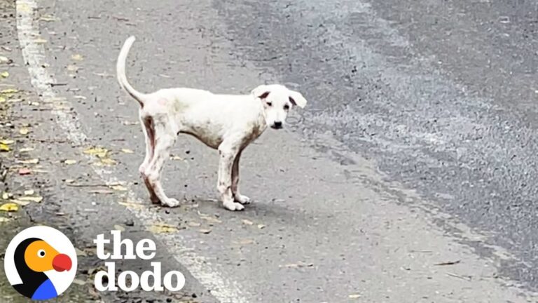 Terrified Texas Dog Was Dumped With No Shelter From The Rain, Until Someone Took A Chance On Him