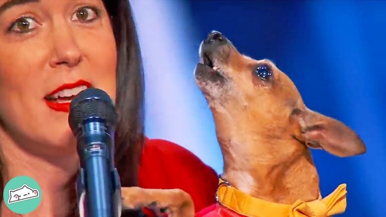 California Man Strums A Guitar And Suddenly Notices Something Coming From The Quiet Dog