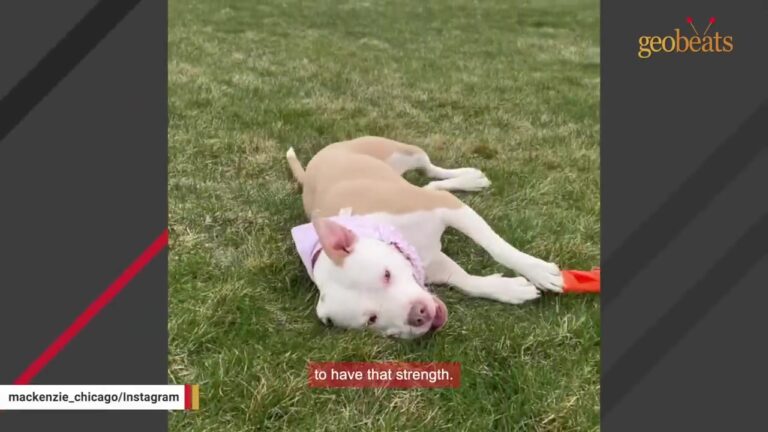 Texas Dog Hid In The Back Of Her Crate After Losing Her Only Friend, Then A DNA Test Revealed Something Unbelievable