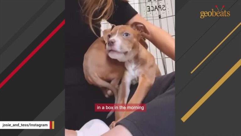Georgia Puppy Was Dumped Beside The Street In A Box, Then One Everyday Thing Left Her Terrified