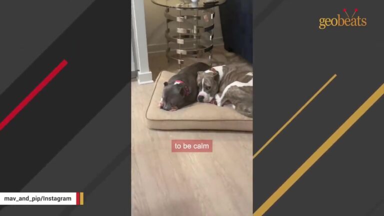 California Dog Used For Breeding Far Too Soon Hides In Her Crate, But Someone Nearby Understands