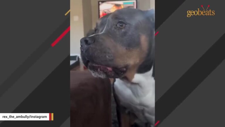 California Stray Dog’s Microchip Revealed The Sad Reason Nobody Was Coming Back For Him