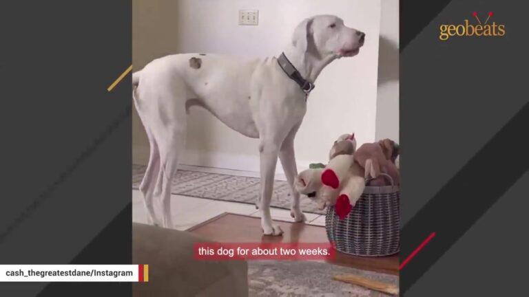 California Great Dane Found In An Abandoned House Was Terrified By Every Knock At The Door