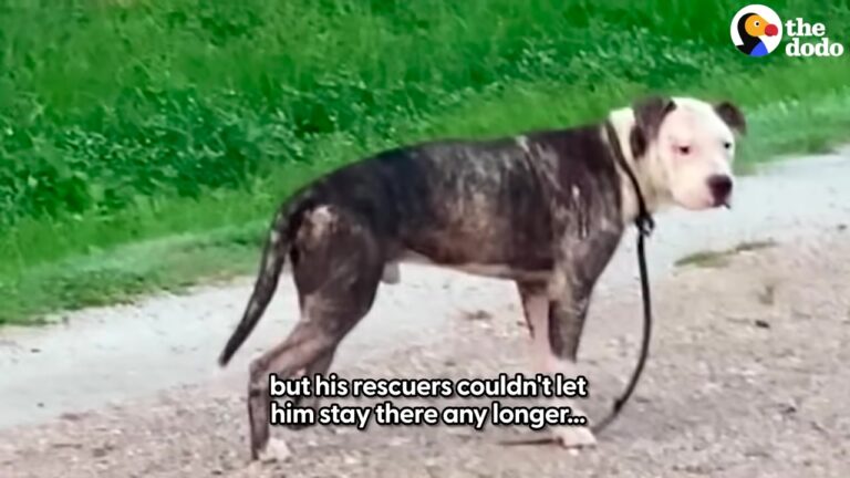 Heartbroken Stray Texas Dog Wandered The Streets With A Severely Injured Leg, Too Confused To Trust People