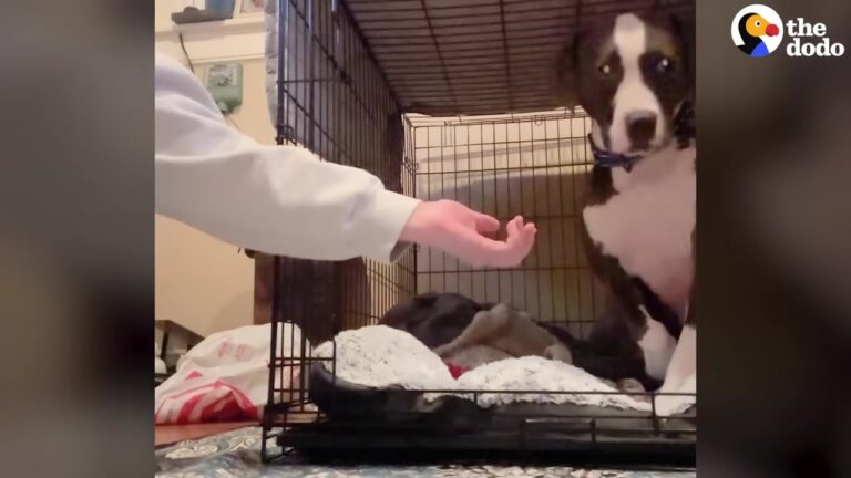 Terrified California Dog Cowered In The Back Of A Crate Until One Tiny Gesture Started To Change Everything