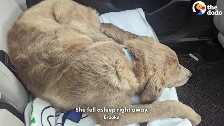 Exhausted Tennessee Dog Arrived After A 13-Hour Journey With Sad Eyes And Nowhere To Rest