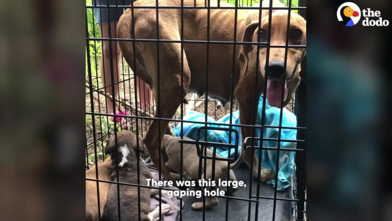 Terrified Dog Hides In An Abandoned Texas Shed While Protecting Her Puppies