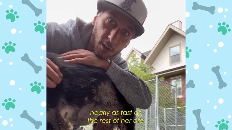 Terrified Georgia Dog Arrived With Barely Any Fur On Her Face, And Her Next Chapter Was Uncertain