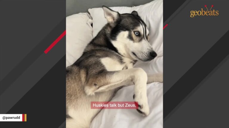 Texas Family Didn’t Want Their Husky Back, Then His New Adopter Noticed Something Strange
