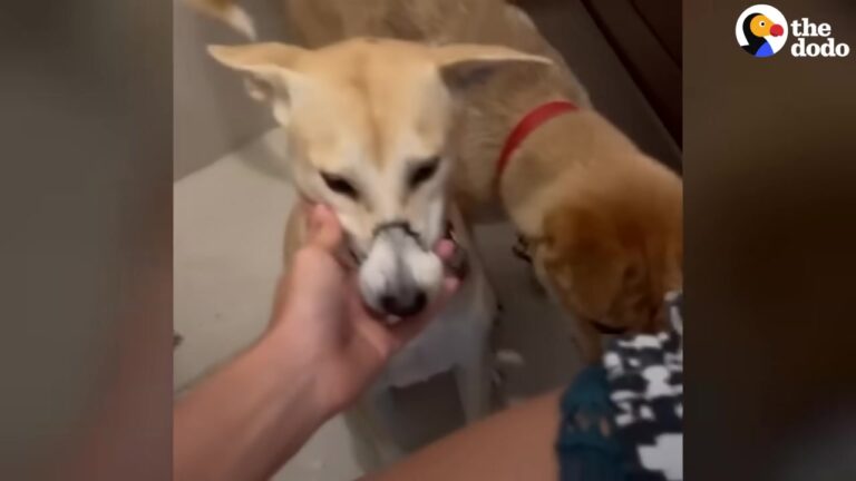 California Dog Rescuers Heartbroken By A Pup Who Fell From A Truck, But Her Unbroken Spirit Changed Everything