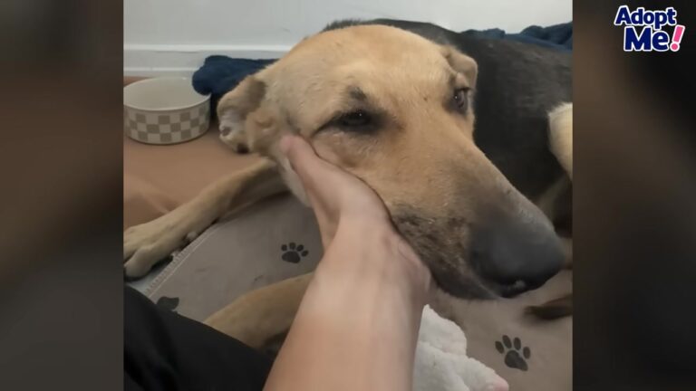 Sorrowful California Mother Dog Wandered The Foster Home Searching For Puppies Who Were No Longer There