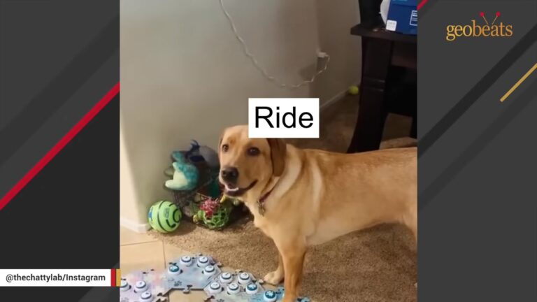 California Dog Learns To Use 75 Buttons, Then Presses One That Leaves Her Mom Stunned