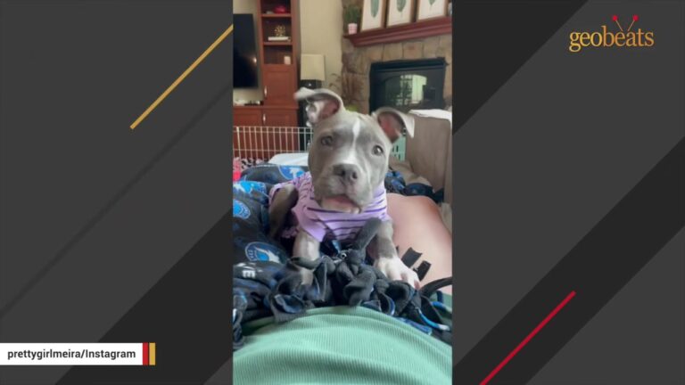 Minnesota Dog Keeps Destroying Her Toys, But What She Does During Their “Surgery” Is Priceless