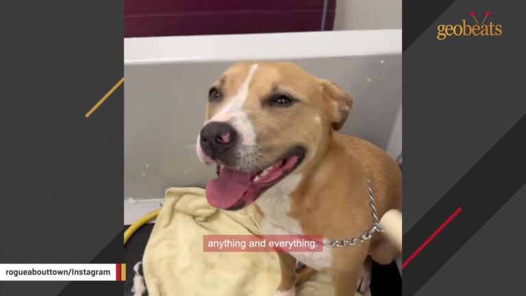 Injured Texas Dog Lay Alone At An Emergency Clinic After A Single Tragic Incident Took Everything From Her