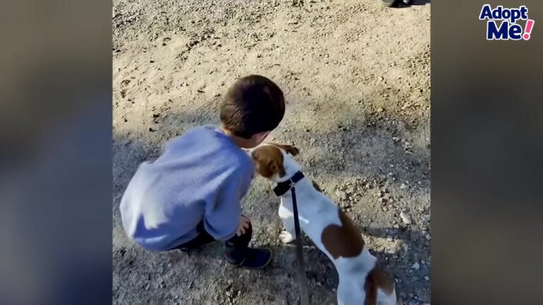 Heartbroken Dog Was Returned To A Texas Shelter With A Damaging Note On His File