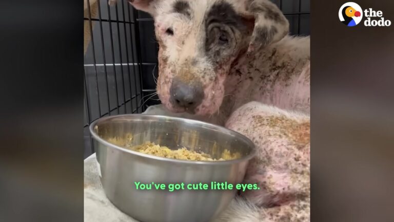Heartbroken Dog Wandered California Streets, Growing Weaker As He Waited For Someone To Notice