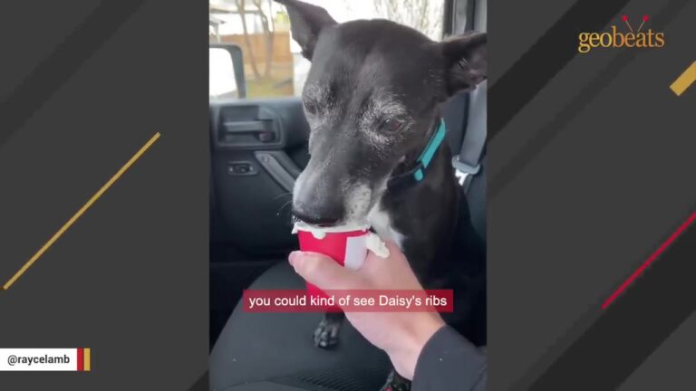Woman Notices Something Waiting Beside A Busy North Carolina Highway As Cars Fly Past
